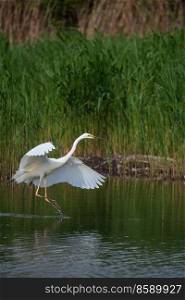 Lovely image of beautiful Great White Egret Ardea Alba in flight over wetlands during Spring sunshine 