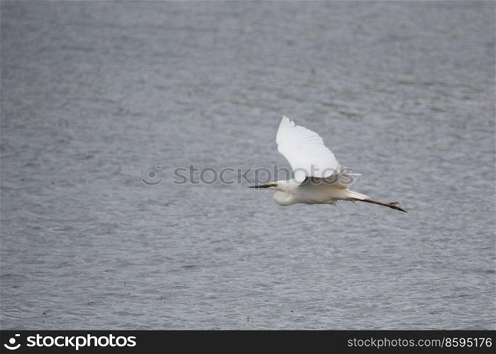 Lovely image of beautiful Great White Egret Ardea Alba in flight over wetlands during Spring sunshine 