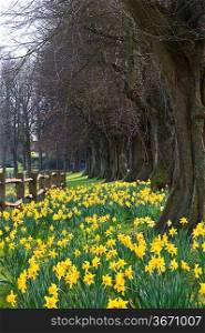 Lovely image of forest path covered in fresh Spring daffodils