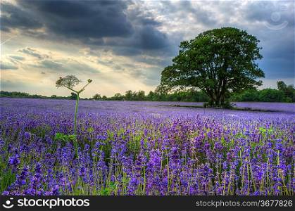 Lovely image of lavender field at sunset with fantastic detail and clarity, viewed looking along ground between rows of lavender