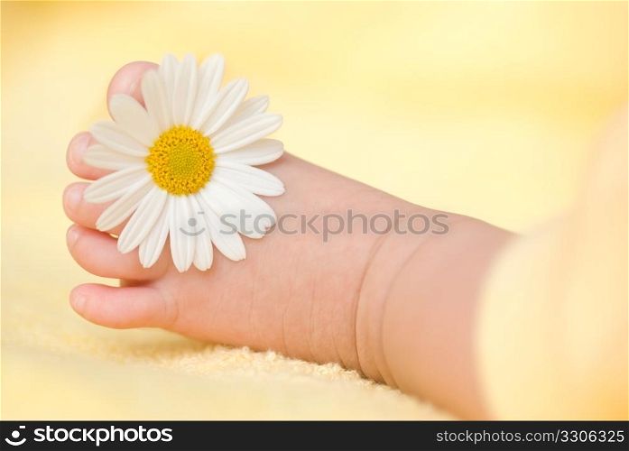 Lovely infant foot with little white daisy