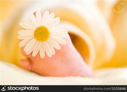 Lovely infant foot with little white daisy on it. The baby is three months old.