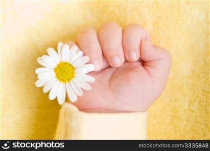 Lovely infant hand with little white daisy