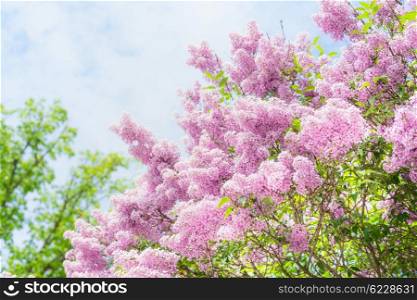 Lovely Lilac blooming over sky background. Outdoor nature background with Lilac blossom in garden or park