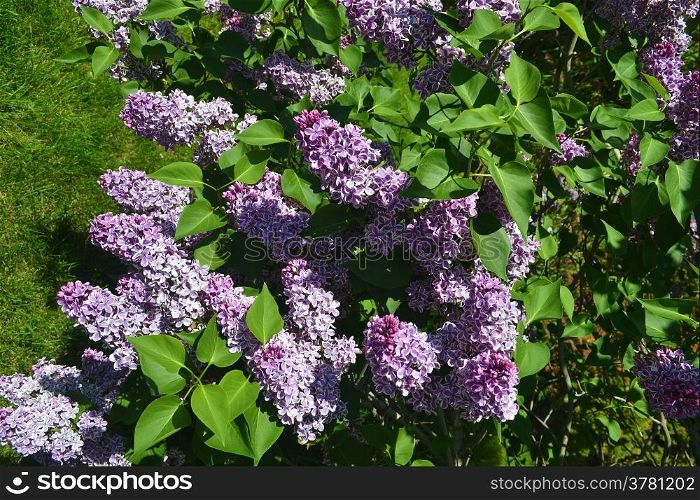 Lovely lilac flowers in full sunshine in the spring.
