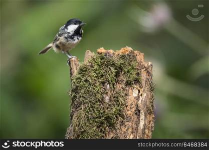 Lovely little Coat Tit bird Periparus Ater on tree in forest landscape setting