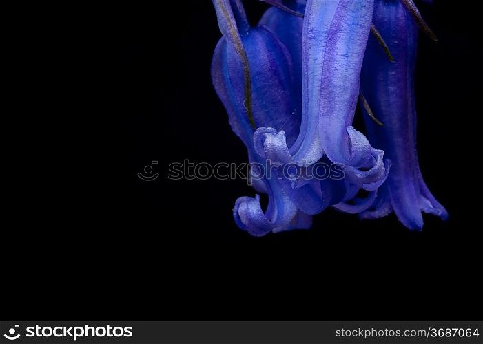 Lovely low key close up of flower of bluebells in Spring isolated on black