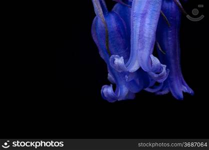 Lovely low key close up of flower of bluebells in Spring isolated on black
