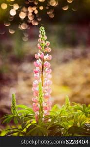 Lovely lupine blooming over summer garden nature background