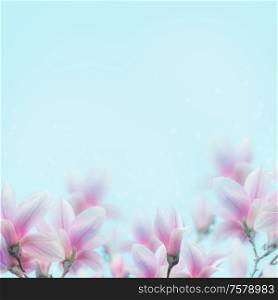 Lovely magnolia flowers blossom background at blue. Springtime nature concept