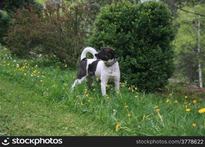 Lovely mongrel dog posing in the field on the Serbian mountain Zlatibor