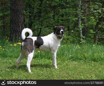 Lovely mongrel dog posing in the field on the Serbian mountain Zlatibor