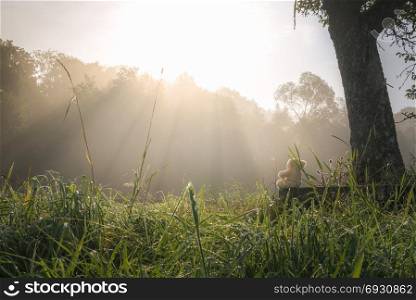 Lovely morning scenery with a plush toy on a wooden bench, under a tree, surrounded by green tall grass and a forest in the background, bathed in sun rays and mist.