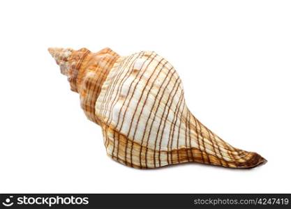 Lovely old ribbed colorful sea shell isolated on white.