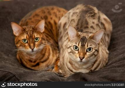 Lovely pair of bengal cats staring straight at the camera from their seat