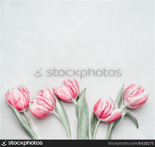 Lovely pastel pink tulips at light background, top view. Layout for springtime holidays. Mother day greeting card