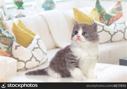 Lovely Persian kitten sitting on the couch at home