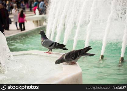Lovely pigeon birds by live in an urban environment