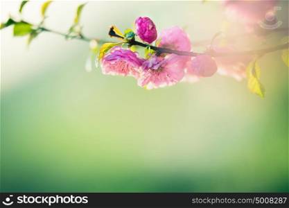 Lovely pink almond blossom at green nature background with sunlight and bokeh, springtime in garden or park, floral border