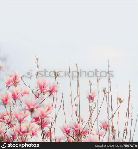 Lovely pink blooming of magnolia . Springtime nature. Spring blossom
