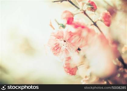 Lovely pink pale blossom at sunny day background, outdoor nature, floral border