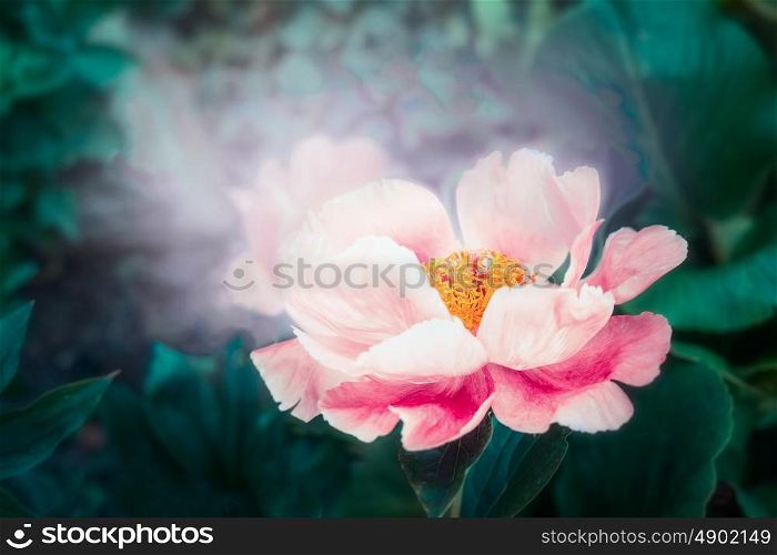 Lovely pink peonies flowers with lighting. Dreamy floral background