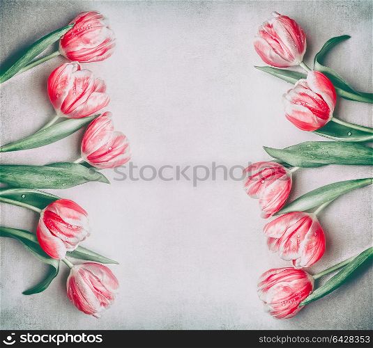 Lovely pink red tulips frame with copy space, flat lay. Layout for spring holidays greeting card