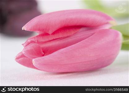 Lovely pink tulip