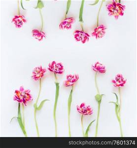 Lovely pink tulips frame composition on white background. Top view. Flat lay. Pretty layout. Abstract springtime. Mothers day or beauty