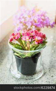 Lovely primrose flowers in pot on windowsill. Home decoration