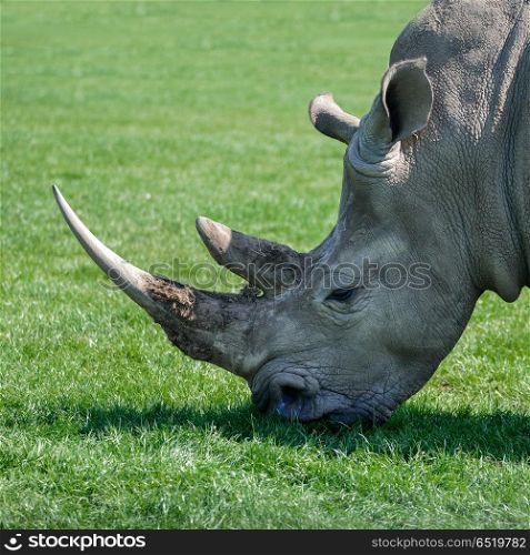 Lovely profile close up portrait of Southern White Rhinoceros Rh. Beautiful close up portrait of Southern White Rhinoceros Rhino