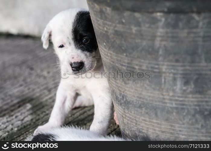 lovely Puppy playing outdoor