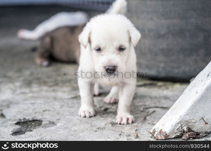 lovely Puppy playing outdoor