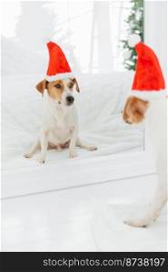 Lovely puppy wears Santa Claus hat, going to celebrate New Year or Christmas, looks in mirror. Winter holidays, pets and celebration concept