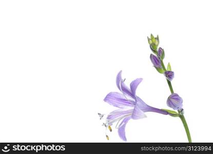 lovely purple flowers on white background