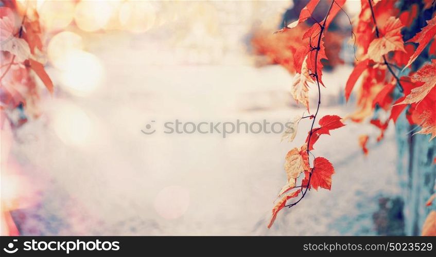 Lovely red autumn leaves with sun light and bokeh, outdoor fall nature background, banner