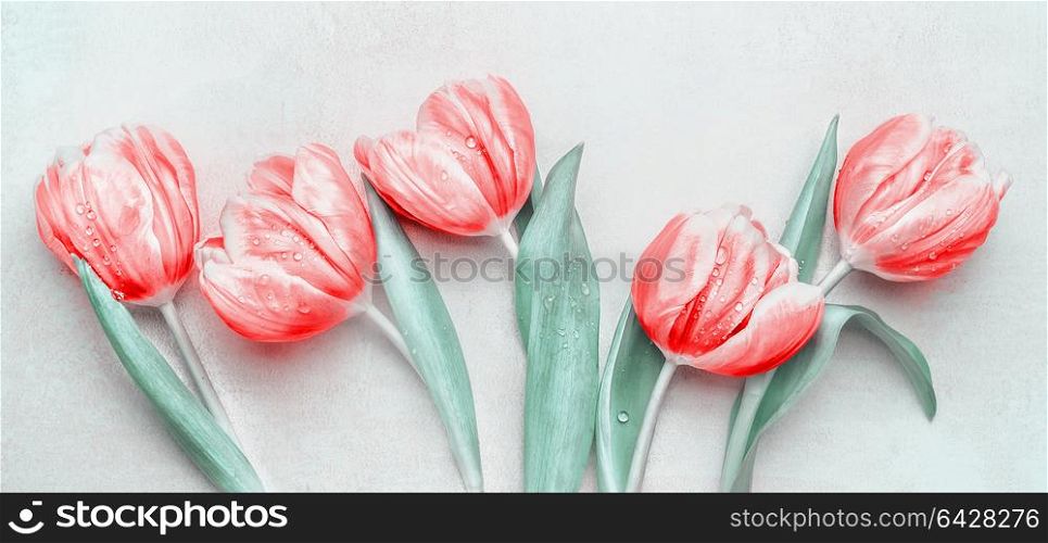 Lovely red tulips at light background, top view. Layout for springtime holidays greeting