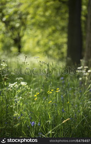 Lovely shallow depth of field fresh landscape of English forest . Beautiful shallow depth of field fresh landscape of English forest and countryside in Spring sunshine