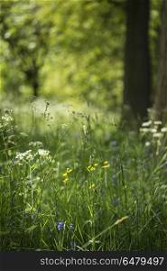 Lovely shallow depth of field fresh landscape of English forest . Beautiful shallow depth of field fresh landscape of English forest and countryside in Spring sunshine