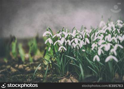 Lovely snowdrops on garden bed, outdoor. Springtime flowers . Spring nature background. Retro toned