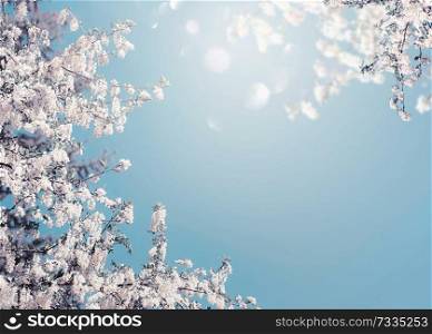 Lovely spring blossom nature background with white blooming of tree at blue sky with sunshine and bokeh
