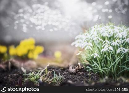 Lovely spring garden or park with snowdrops flowers, outdoor nature background