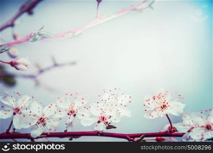 Lovely springtime blossom of cherry at turquoise blue sky background. Outdoor nature in garden or park