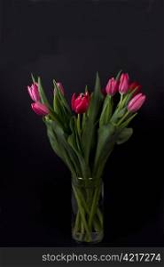 Lovely Tulips in glass vase on dark background