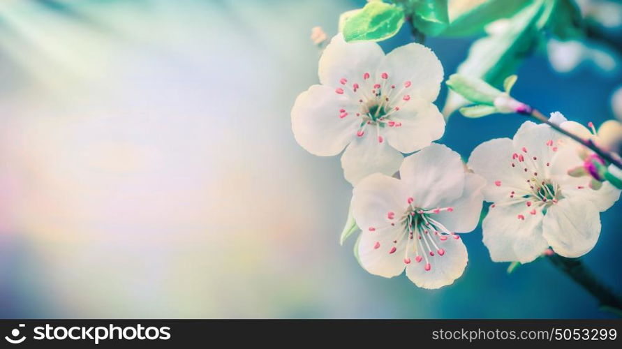 Lovely white blossom at pastel blue nature background, floral border