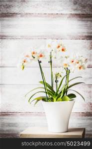Lovely white red orchid plant in flowers pot at wooden wall background, front view.