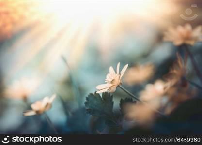 Lovely wild nature background with yellow flower in sunset