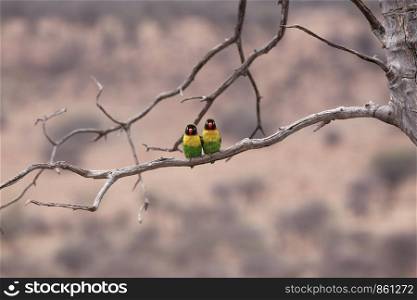 Loving couple with two colorful birds sit on branch