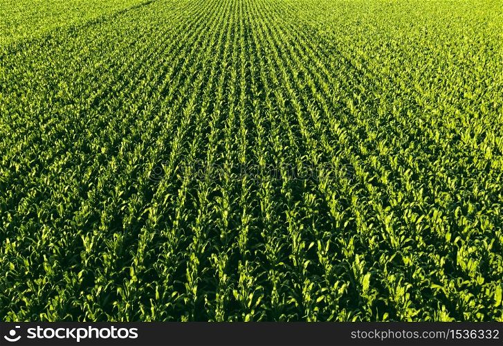 Low altitude aerial photo of rows of maize plant. Agriculture background. Low altitude aerial photo of rows of maize plant.