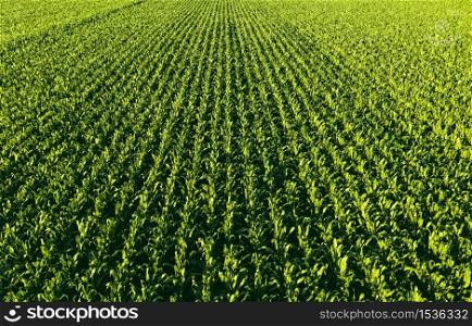 Low altitude aerial photo of rows of maize plant. Agriculture background. Low altitude aerial photo of rows of maize plant.